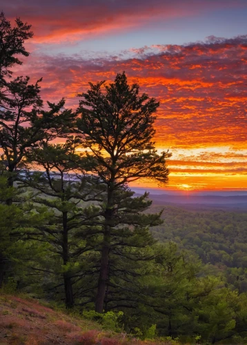 blue ridge mountains,vermont,appalachian trail,west virginia,great smoky mountains,shenandoah valley,new england,massachusetts,singleleaf pine,pine forest,united states national park,mountain sunrise,beech mountains,tennessee,pine tree,red pine,paine national park,black hawk sunrise,red juniper,pine-tree,Illustration,American Style,American Style 11