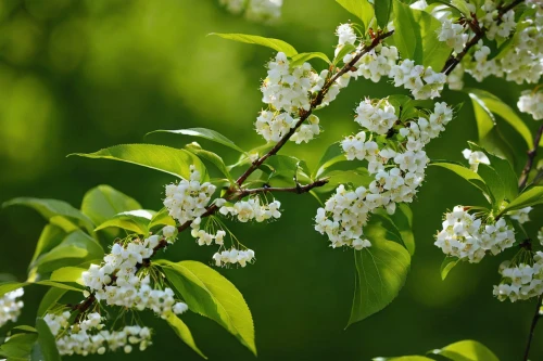 bird cherry,common bird cherry,chokecherry,white lilac,white flower cherry,swedish mountain ash,white blossom,syringa,fragrant flowers,flowering shrubs,flowering shrub,amelanchier lamarckii,a sprig of white lilac,blooming mountain ash,syringa vulgaris,small-leaf lilac,west indian jasmine,flowers in may,jasminum sambac,pear blossom,Conceptual Art,Daily,Daily 11