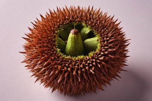 chestnut fruit,durian seed,kiwi fruit,chestnut fruits,chestnut animal,artichoke thistle,artichoke,teasel,american chestnut,kiwifruit,greater burdock,schisandraceae,pulasan,kaki fruit,kiwi,conker,chestnut with leaf,seed head,acorn,hardy kiwi,Illustration,Realistic Fantasy,Realistic Fantasy 26