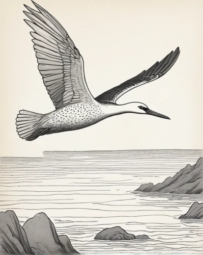 egretta novaehollandiae,willet,illustration,pelecanus onocrotalus,anodorhynchus,haliaeetus pelagicus,gonepteryx cleopatra,edward lear,gonepteryx rhamni,a species of marine bird,anatidae,western striped albatros,haliaeetus leucocephalus,anodorhynchus hyacinthinus,demoiselle crane,pintail,bird illustration,flying tern,in flight,charadriiformes,Illustration,Black and White,Black and White 29