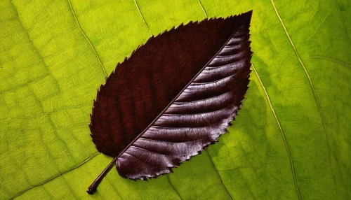 magnolia leaf,chestnut leaf,grape leaf,leaf macro,brown leaf,acorn leaf,beech leaf,suspended leaf,jungle leaf,tropical leaf,walnut leaf,leaf,tree leaf,mammoth leaf,dried leaf,mape leaf,fan leaf,dry leaf,leaf structure,chestnut with leaf,Art,Classical Oil Painting,Classical Oil Painting 22