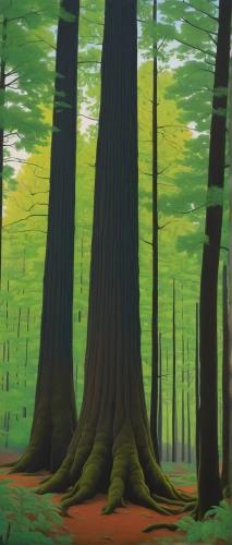 old-growth forest,pine forest,cartoon forest,deciduous forest,beech trees,beech forest,spruce forest,chestnut forest,coniferous forest,fir forest,tree grove,forest,temperate coniferous forest,redwoods,ash-maple trees,grove of trees,green forest,the forests,spruce-fir forest,forest landscape,Conceptual Art,Daily,Daily 29