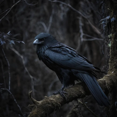 corvidae,mountain jackdaw,common raven,carrion crow,new caledonian crow,jackdaw,nocturnal bird,raven bird,american crow,3d crow,fish crow,black crow,black raven,raven sculpture,corvid,crow-like bird,crows bird,crow,king of the ravens,corvus,Illustration,Realistic Fantasy,Realistic Fantasy 46