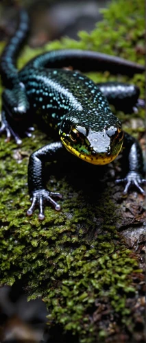emerald lizard,green lizard,phyllobates,woodland salamander,whiptail,splendor skink,monitor lizard,green frog,south american alligators,european green lizard,western whiptail,true salamanders and newts,fire-bellied toad,spotted salamander,real gavial,narrow-mouthed frog,skink,young alligator,salamander,eastern water dragon,Illustration,American Style,American Style 08