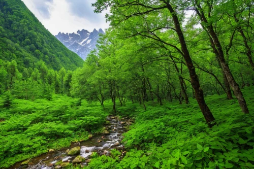 green forest,green landscape,temperate coniferous forest,green trees with water,badakhshan national park,caucasus,coniferous forest,bucegi mountains,the chubu sangaku national park,tropical and subtropical coniferous forests,artvin,xinjiang,greenery,green meadow,central tien shan,background view nature,green trees,altai,japanese alps,aaa,Illustration,American Style,American Style 11