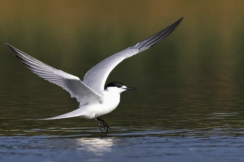 sandwich tern,forster s tern,black tern,silver tern,flying tern,fairy tern,whiskered tern,flying common tern,avocet,river tern,tern,common stilt,sooty tern,sterna hirundo,common tern,pied avocet,tern bird,pied avocet wading,tern flying,arctic tern,Conceptual Art,Daily,Daily 08