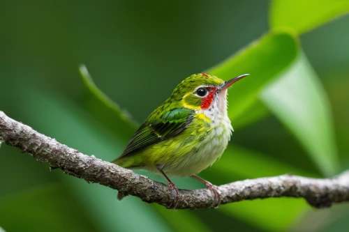 cuban tody,japanese white-eye,broadbill,red-throated barbet,cape white-eye,periparus ater,green bird,song bird,white-eye,tanager,palm warbler,tropical bird climber,carduelis carduelis,cape weaver,sunbird,green finch,magnolia warbler,barbet,yellow throated vireo,townsend's warbler,Illustration,Paper based,Paper Based 04