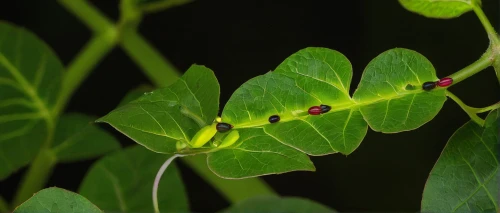 american pokeweed,coccinellidae,jewel bugs,nightshade plant,hypericum patulum,tulsi seeds,bay-leaf,leaf footed bugs,spotted jewelweed,leafhopper,erythrina crista-galli,allspice,syzygium malaccense,green soybeans,scentless plant bugs,katydid,shield bugs,guarana,swallowtail caterpillar,thick-leaf plant,Photography,Artistic Photography,Artistic Photography 09
