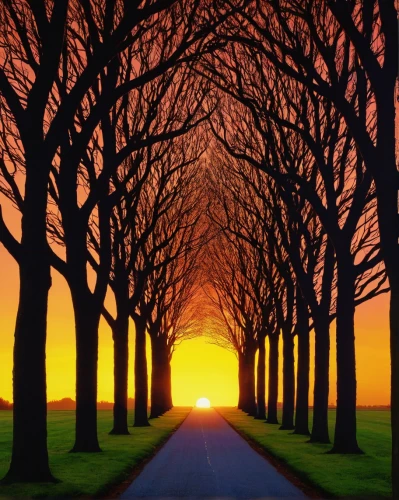 tree-lined avenue,tree lined lane,forest road,tree lined path,row of trees,tree lined,maple road,tree grove,deciduous trees,bare trees,landscape background,deciduous forest,halloween bare trees,copse,grove of trees,beech trees,the trees,avenue,tree canopy,the road,Illustration,Black and White,Black and White 06
