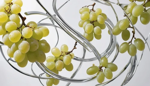 unripe grapes,white grapes,currant decorative,table grapes,green grapes,grape vine,grapes,bunch of grapes,grapes goiter-campion,grapes icon,grapevines,fresh grapes,gooseberries,european gooseberries,white currant,mistletoe berries,wine grapes,currant branch,carambola grapes,cornelian cherry,Conceptual Art,Sci-Fi,Sci-Fi 24