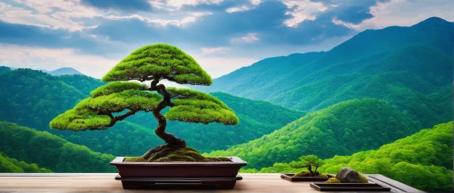 bonsai tree,bonsai,the japanese tree,japanese zen garden,pine tree,japanese garden ornament,zen garden,maple bonsai,pine-tree,landscape background,roof landscape,isolated tree,tea zen,lone tree,green tree,green landscape,kumano kodo,background view nature,zen,japan landscape,Photography,Documentary Photography,Documentary Photography 25