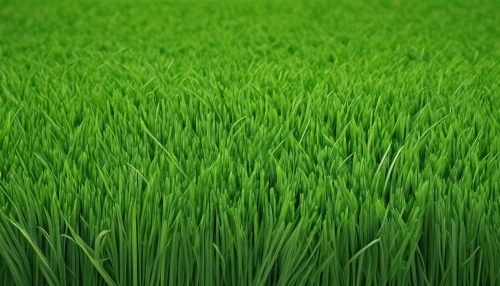 green wallpaper,green wheat,wheat grass,block of grass,rye in barley field,green background,green grain,rice field,green fields,grass,green grass,wheat germ grass,wheatgrass,aaa,ricefield,the rice field,green lawn,patrol,grass grasses,grass blades,Illustration,Black and White,Black and White 32