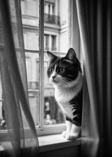 american shorthair,regard,contemplation,vintage cat,european shorthair,observing,monochrome photography,longing,birdwatching,contemplative,observation,pensive,thoughtful,cat european,cat sparrow,domestic short-haired cat,blackandwhitephotography,cat image,window curtain,windowsill,Photography,Black and white photography,Black and White Photography 11