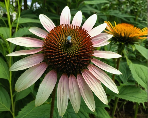 echinacea purpurea 'white swan,echinacea purpurea,echinacea purperea,coneflower,echinacea,purple coneflower,coneflowers,pollinator,two-tone flower,leucanthemum,berkheya purpurea,leucanthemum maximum,cow flower,ox-eye daisy,helianthus annuus,big flower,helianthus occidentalis,african daisy,helianthus,pollination,Conceptual Art,Fantasy,Fantasy 15