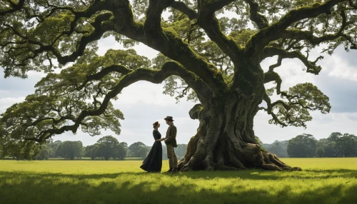 two oaks,oak tree,rosewood tree,black oak,elm tree,arbor day,brookgreen gardens,walnut trees,bodhi tree,highland oaks,question oaks,red oak,tree of life,oak,weeping willow,old tree,linden tree,oregon white oak,scarlet oak,old gnarled oak,Illustration,Black and White,Black and White 26