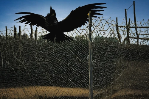 black vulture,bird protection net,wire fence,corvus corax,corvidae,barb wire,barbed wire,electric fence,carrion crow,barbwire,black macaws sari,corvid,american crow,birds of prey-night,prison fence,corvus corone,ribbon barbed wire,raven sculpture,calyptorhynchus banksii,black crow,Illustration,Abstract Fantasy,Abstract Fantasy 16