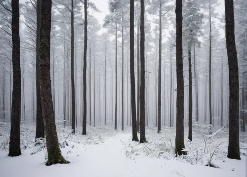 winter forest,snow trees,snow in pine trees,fir forest,coniferous forest,germany forest,bavarian forest,northern black forest,pine forest,temperate coniferous forest,spruce forest,beech forest,black forest,foggy forest,forest of dean,spruce-fir forest,tropical and subtropical coniferous forests,birch forest,snow landscape,ore mountains,Photography,Documentary Photography,Documentary Photography 04