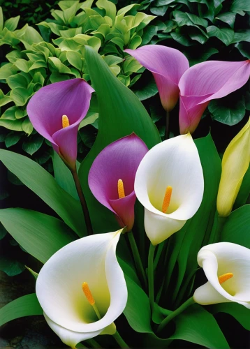 calla lilies,calla lily,flowers png,easter lilies,tulipan violet,crocus flowers,peace lilies,strelitzia orchids,purple irises,crocuses,purple crocus,crocuss,wild tulips,crocus vernus,bulbous flowers,lillies,angel trumpets,callas,day lily plants,trumpet flowers,Photography,Fashion Photography,Fashion Photography 19