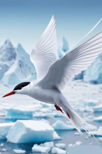 arctic tern,antarctic bird,royal tern,flying tern,tern bird,flying common tern,common tern,arctic birds,fairy tern,tern flying,river tern,tern,black tern,fujian white crane,forster s tern,caspian tern,migratory bird,sandwich tern,crested terns,silver tern,Conceptual Art,Sci-Fi,Sci-Fi 10