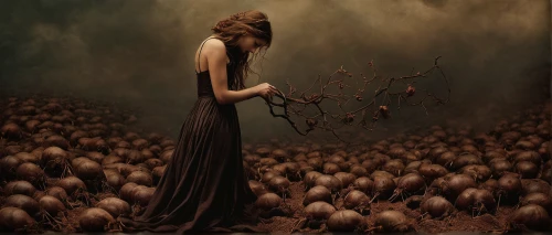 dryad,wilted,dry bloom,fallen petals,withered,dark art,the enchantress,sorrow,thorns,uprooted,black and dandelion,cloves schwindl inge,tendrils,dried rose,dead branches,transience,desolation,of mourning,golden apple,seven sorrows,Photography,Artistic Photography,Artistic Photography 14