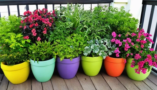 potted flowers,balcony garden,flower pots,flower pot holder,potted plants,plant pots,plants in pots,flowerpots,garden pot,balcony plants,flower boxes,ornamental plants,petunias,planter,container plant,spring pot drive,outdoor plants,hanging geraniums,flower pot,perennial plants,Conceptual Art,Fantasy,Fantasy 08