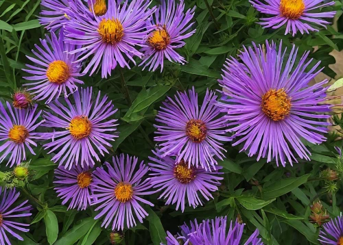 tatarian aster,china aster,perennial asters,autumn asters,european michaelmas daisy,alpine aster,asters,barberton daisies,new york aster,aster tongolensis,new england aster,aromatic aster,winter aster,barberton daisy,violet chrysanthemum,smooth aster,purple daisy,ice plant family,purple chrysanthemum,ice plant,Conceptual Art,Oil color,Oil Color 14