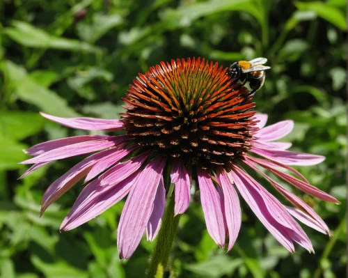 echinacea purpurea,echinacea purperea,purple coneflower,coneflower,echinacea,coneflowers,echinacea purpurea 'white swan,berkheya purpurea,barberton daisy,two-tone flower,cow flower,african daisy,pollinator,rudbeckia nitida,seed-head,rudbeckia fulgida,rudbeckia nidita,south african daisy,asteraceae,bee balm,Illustration,American Style,American Style 06