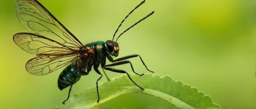 banded demoiselle,field wasp,membrane-winged insect,volucella zonaria,sawfly,gonepteryx cleopatra,winged insect,flying insect,artificial fly,lacewing,housefly,horse flies,robber flies,damselfly,dung fly,syrphid fly,elapidae,flower fly,warble flies,aix galericulata,Illustration,Realistic Fantasy,Realistic Fantasy 16