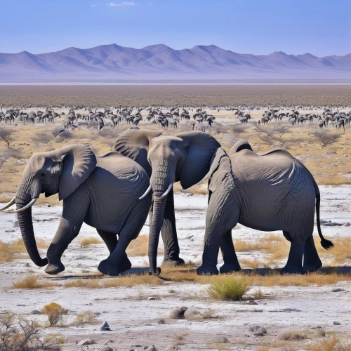 etosha,elephant herd,african elephants,african elephant,elephantine,cartoon elephants,elephants,elephants and mammoths,african bush elephant,elephant tusks,namibia,elephant camp,pachyderm,tsavo,wild animals crossing,stacked elephant,tusks,elephant ride,blue elephant,wild animals,Art,Classical Oil Painting,Classical Oil Painting 09