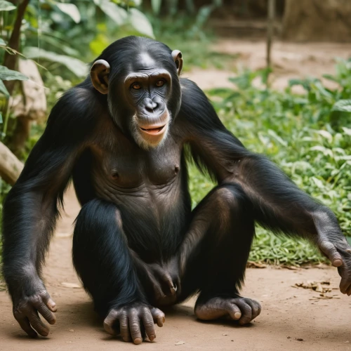 common chimpanzee,bonobo,chimpanzee,chimp,siamang,celebes crested macaque,ape,great apes,gorilla,cercopithecus neglectus,orang utan,primate,botswana bwp,gibbon 5,uakari,orangutan,primates,herman park zoo,belize zoo,uganda,Photography,Documentary Photography,Documentary Photography 01