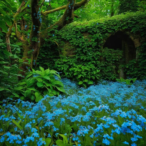 forget-me-nots,fairy forest,fairy village,fairytale forest,forget-me-not,hydrangeas,fairy house,bower,bluebell,forget me nots,undergrowth,myosotis,blue woodland phlox,blue flowers,tunnel of plants,hydrangea,green garden,coral bells,dandelion hall,hydrangeaceae,Conceptual Art,Daily,Daily 07