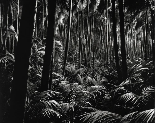 palm field,palm pasture,palm oil,palm forest,coffee plantation,tropical and subtropical coniferous forests,rainforest,stieglitz,coconut palms,banana trees,leucaena,tree ferns,royal palms,palm lilies,chestnut forest,two palms,jungle,vegetation,deforested,plantation,Photography,Black and white photography,Black and White Photography 10