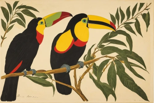 keel-billed toucan,keel billed toucan,toucans,chestnut-billed toucan,yellow throated toucan,pteroglossus aracari,brown back-toucan,toucan perched on a branch,pteroglosus aracari,ramphastos,toco toucan,perched toucan,toucan,black toucan,ivory-billed woodpecker,tropical birds,passerine parrots,malabar pied hornbill,parrot couple,hornbill,Conceptual Art,Oil color,Oil Color 15