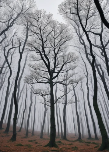 beech trees,foggy forest,beech forest,halloween bare trees,row of trees,bare trees,deciduous forest,ghost forest,winter forest,tree grove,foggy landscape,european beech,the trees,crooked forest,copse,germany forest,grove of trees,deciduous trees,chestnut forest,forest landscape,Illustration,Japanese style,Japanese Style 09