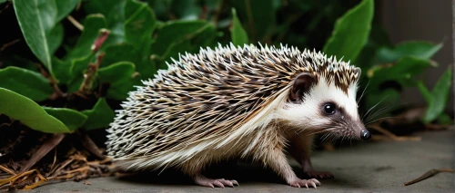 amur hedgehog,hoglet,hedgehog,young hedgehog,domesticated hedgehog,hedgehogs,prickle,hedgehog head,new world porcupine,porcupine,hedgehog child,prickly,spiky,hedgehogs hibernate,spiny,common opossum,echidna,sonic the hedgehog,capreolus capreolus,zosterops japonicus,Art,Artistic Painting,Artistic Painting 22