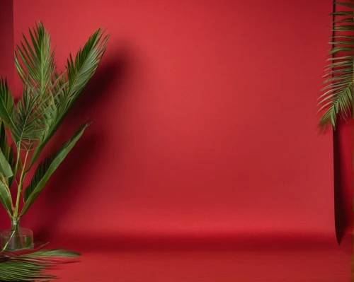 on a red background,red background,christmas background,palm leaves,christmasbackground,tropical floral background,palm branches,palm leaf,palm tree vector,xmas plant,red green,palm fronds,christmas banner,3d background,christmas balls background,3d render,christmas wallpaper,christmas mock up,palmtree,digital compositing,Photography,General,Natural