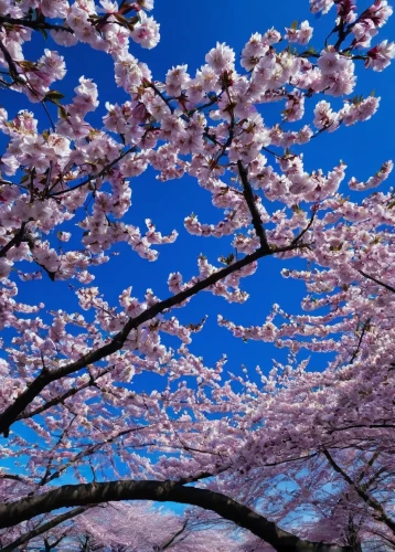 sakura trees,sakura tree,sakura blossoms,sakura flowers,sakura blossom,japanese sakura background,spring in japan,japanese cherry trees,japanese cherry blossoms,sakura cherry tree,sakura branch,japanese cherry blossom,the cherry blossoms,sakura flower,cherry blossoms,sakura cherry blossoms,sakura,japanese cherry,cold cherry blossoms,cherry blossom festival,Illustration,Black and White,Black and White 26