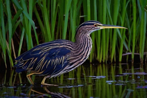 striated heron,pacific heron,american bittern,common heron,cow heron,night heron,great heron,great blue heron,white necked heron,green heron,pied heron,bittern,white-faced heron,heron,schwimmvogel,grey heron,marsh bird,wading bird,gray heron,spoon heron,Art,Classical Oil Painting,Classical Oil Painting 38