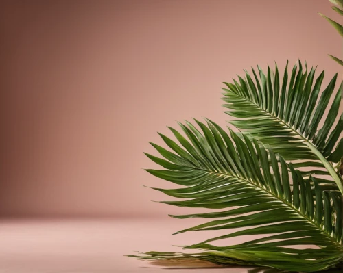 cycad,palm leaves,palm leaf,norfolk island pine,palm fronds,tropical floral background,palm tree vector,fan palm,tropical leaf,tropical leaf pattern,palm sunday,fern plant,easter palm,wine palm,fishtail palm,potted palm,palmtree,coconut leaf,coconut palm tree,palm,Photography,General,Natural