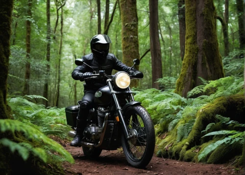 black motorcycle,motorcycle tours,redwoods,enduro,hooded man,forest man,motorcyclist,redwood,motorcycling,cafe racer,vancouver island,natural rubber,motorcycle helmet,woodsman,in the forest,trail riding,motorcycle tour,motorcycle accessories,the woods,wooden motorcycle,Photography,Fashion Photography,Fashion Photography 23
