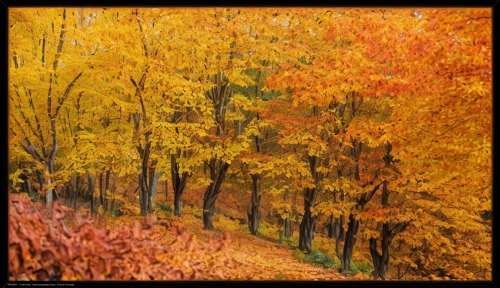 autumn landscape,autumn trees,fall landscape,autumn background,golden trumpet trees,autumn frame,autumn forest,fall foliage,the trees in the fall,autumn scenery,deciduous forest,trees in the fall,golden autumn,autumn foliage,oil painting on canvas,the autumn,yellow leaves,golden october,autumn colouring,oil painting,Common,Common,Film
