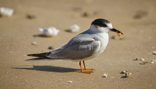 little tern,tern bird,royal tern,piping plover,fairy tern,crested terns,sandwich tern,common tern,forster s tern,silver tern,indian sea gull,whiskered tern,lesser sand plover,tern,franklin s gull,pacific gull,black tern,sea-gull,river tern,cape gull,Photography,Documentary Photography,Documentary Photography 01