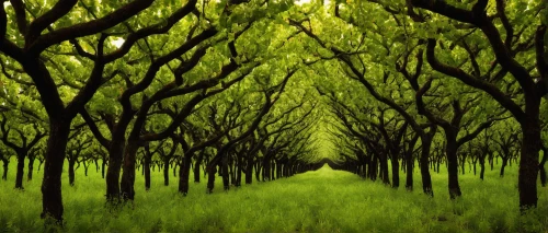 tree grove,orchards,walnut trees,tree lined,tree lined path,tree lined lane,row of trees,tree-lined avenue,tree canopy,aaa,almond trees,green trees,green forest,apple plantation,chestnut forest,fruit fields,grove of trees,orchard,deciduous forest,fruit trees,Photography,Documentary Photography,Documentary Photography 17