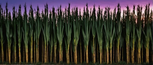 cattails,long grass,cattail,dusk background,reed grass,art deco background,ornamental grass,reeds,chives field,bamboo forest,bamboo plants,block of grass,stalks,grass fronds,grasses,wheat grasses,hare tail grasses,straw field,crayon background,sweet grass,Photography,Fashion Photography,Fashion Photography 16