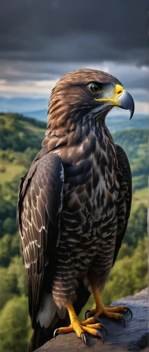 harris hawk,harris's hawk,mountain hawk eagle,golden eagle,hawk animal,changeable hawk-eagle,steppe eagle,black kite,saker falcon,lanner falcon,sea eagle,giant sea eagle,sparrowhawk,crested hawk-eagle,of prey eagle,ferruginous hawk,bird of prey,raptor perch,peregrine falcon,hawk,Photography,Documentary Photography,Documentary Photography 15