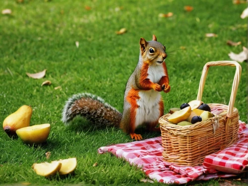 picnic basket,relaxed squirrel,picnic,chilling squirrel,cart of apples,basket of apples,family picnic,basket with apples,chipping squirrel,garden breakfast,animals play dress-up,squirrels,squirell,squirrel,collecting nut fruit,the squirrel,autumn chores,whimsical animals,racked out squirrel,acorns,Photography,Fashion Photography,Fashion Photography 08