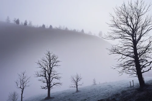 foggy landscape,foggy forest,winter forest,foggy mountain,larch forests,fog banks,fir forest,temperate coniferous forest,hoarfrost,coniferous forest,winter landscape,northern black forest,larch trees,dense fog,isolated tree,autumn fog,carpathians,snow trees,morning mist,spruce-fir forest,Conceptual Art,Oil color,Oil Color 19