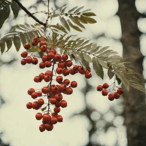 mountain ash berries,rowan berries,rowanberry,red berries,cherry branch,elder berries,sorbus,rowan fruit,forest fruit,ripe berries,chokecherry,swedish mountain ash,sorbus aucuparia,sorbus intermedia,currant branch,wild berries,red fruits,coffee fruits,goose berries,currant berries,Photography,Documentary Photography,Documentary Photography 01