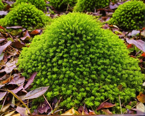 forest moss,moss saxifrage,tree moss,ground cover,moss,block of grass,liverwort,goldmoss stonecrop,forest plant,charophyta,non-vascular land plant,acorn cluster,trachyspermum ammi,groundcover,saxifraga arendsi,caulerpa,fingerbush,hybrid clover,mimosa tenuiflora,zigzag clover,Art,Artistic Painting,Artistic Painting 40