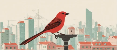 city pigeon,passenger pigeon,bird illustration,red bird,red finch,society finch,crimson finch,finch,red pompadour cotinga,the finch,perching bird,scarlet ibis,passerine parrots,birds of chicago,city pigeons,resident bird,red cardinal,society finches,scarlet tanager,red feeder,Illustration,Japanese style,Japanese Style 08